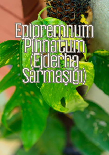 Yeşil Gövdeler - Aroid Bitkiler Için Özel Toprak Karışımı indirimleri