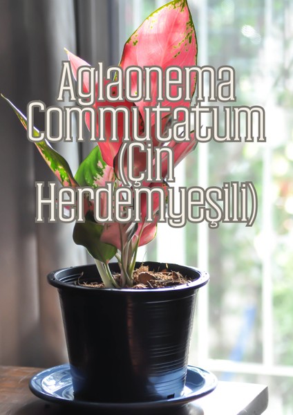 Yeşil Gövdeler - Aroid Bitkiler Için Özel Toprak Karışımı