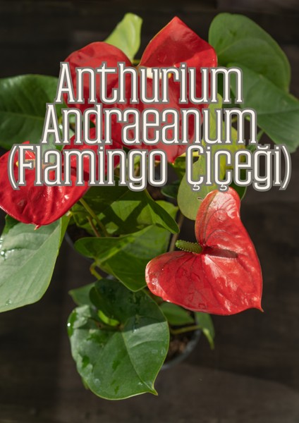 Yeşil Gövdeler - Aroid Bitkiler Için Özel Toprak Karışımı