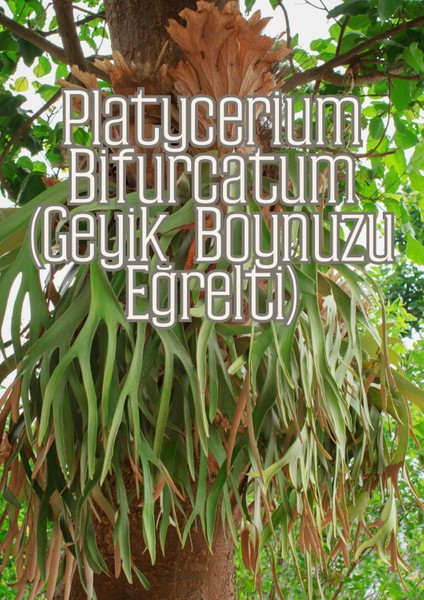 Hava Kökleri - Diğer Epifitler Için Özel Toprak Karışımı fırsatları