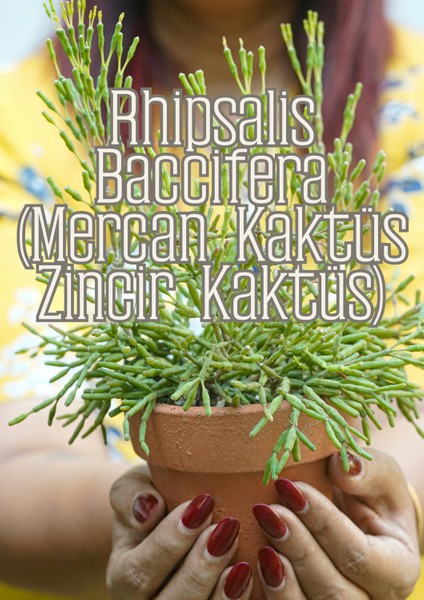 Hava Kökleri - Diğer Epifitler Için Özel Toprak Karışımı indirimleri