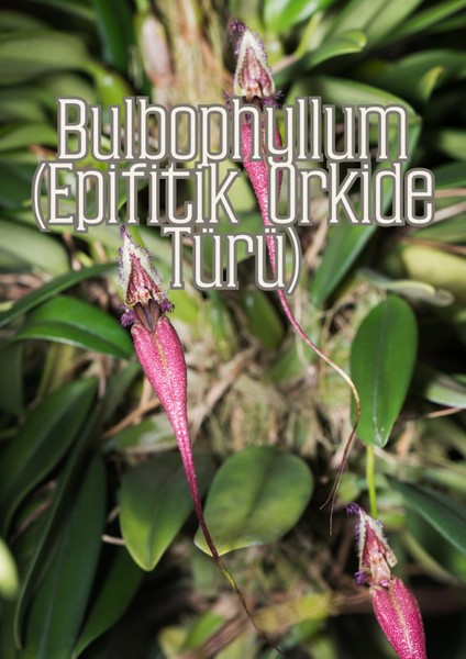 Hava Kökleri - Diğer Epifitler Için Özel Toprak Karışımı