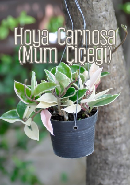 Hava Kökleri - Diğer Epifitler Için Özel Toprak Karışımı