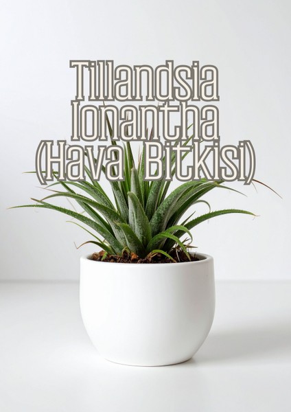 Hava Kökleri - Diğer Epifitler Için Özel Toprak Karışımı