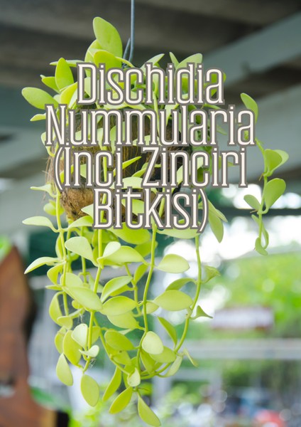 Hava Kökleri - Diğer Epifitler Için Özel Toprak Karışımı