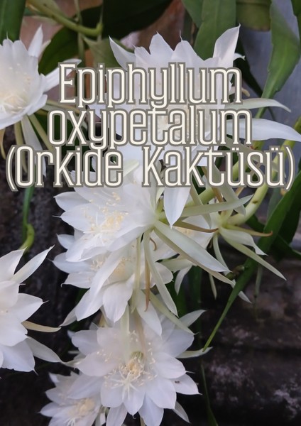 Hava Kökleri - Diğer Epifitler Için Özel Toprak Karışımı