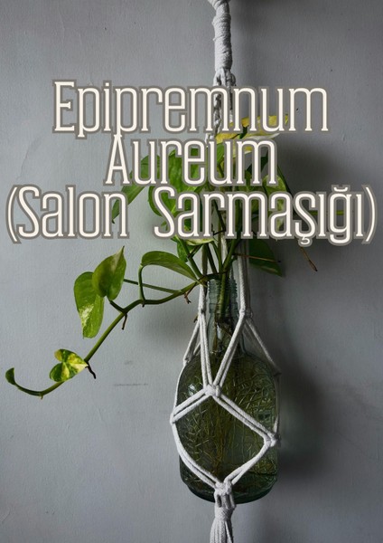 Kök Sihri - Çelik ve Fideler Için Özel Toprak Karışımı indirimleri