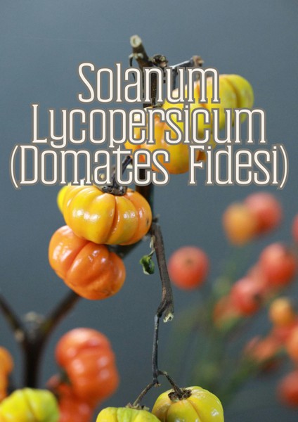 Kök Sihri - Çelik ve Fideler Için Özel Toprak Karışımı