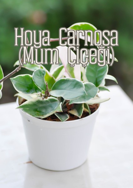 Kök Sihri - Çelik ve Fideler Için Özel Toprak Karışımı