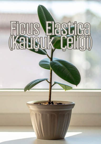 Kök Sihri - Çelik ve Fideler Için Özel Toprak Karışımı