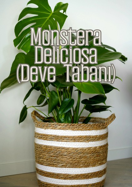 Kök Sihri - Çelik ve Fideler Için Özel Toprak Karışımı