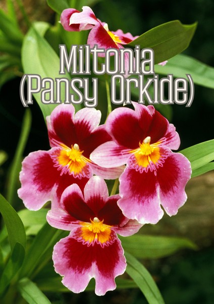 Orkide Işıltısı - Orkideler Için Özel Toprak Karışımı fırsatları