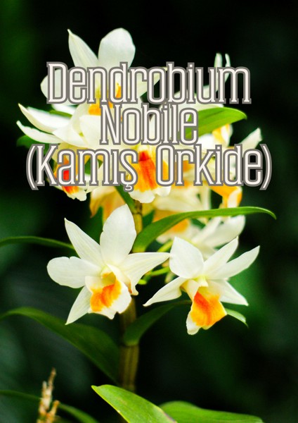 Orkide Işıltısı - Orkideler Için Özel Toprak Karışımı indirimleri