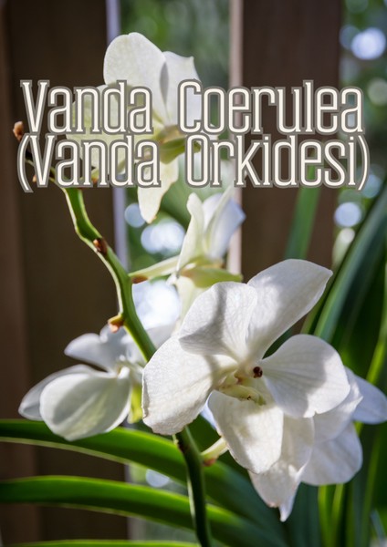 Orkide Işıltısı - Orkideler Için Özel Toprak Karışımı