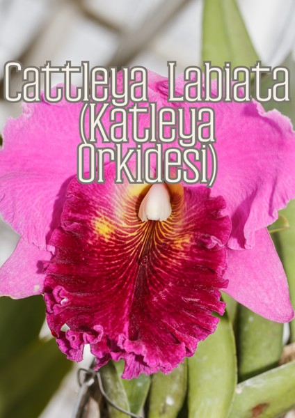 Orkide Işıltısı - Orkideler Için Özel Toprak Karışımı