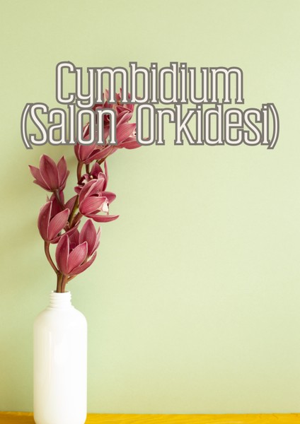 Orkide Işıltısı - Orkideler Için Özel Toprak Karışımı