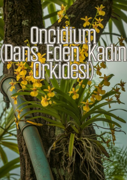 Orkide Işıltısı - Orkideler Için Özel Toprak Karışımı