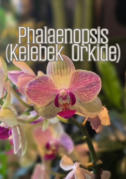 Orkide Işıltısı - Orkideler Için Özel Toprak Karışımı