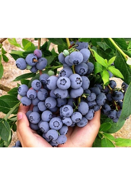 YABAN MERSİNİ LİKAPA FİDANI 5 ADET