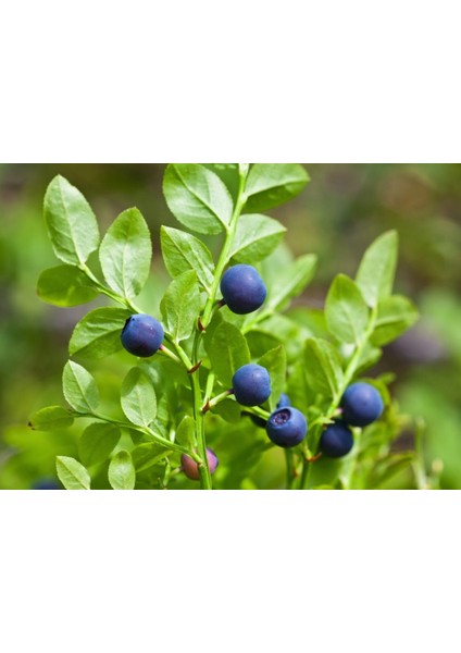 YABAN MERSİNİ LİKAPA FİDANI 5 ADET fırsatları