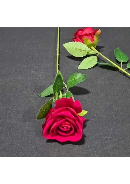 Kırmızı Kadife Gül