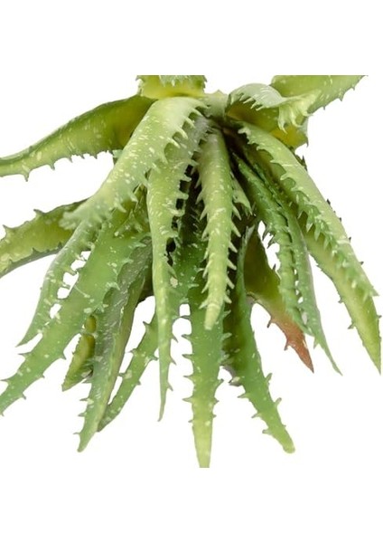 Yapay Kaktüs Sukulent Yeşil 23 cm fiyatları