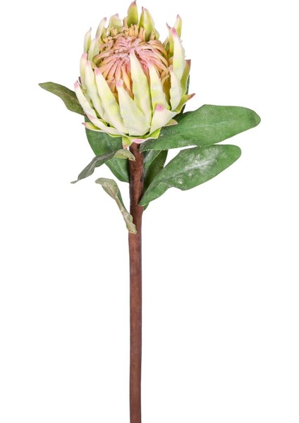 Protea Çiçeği Yeşil 60 Cm.