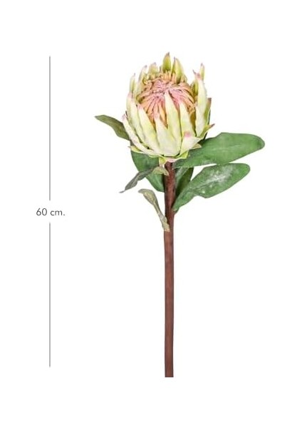 Protea Çiçeği Yeşil 60 Cm. fiyatları