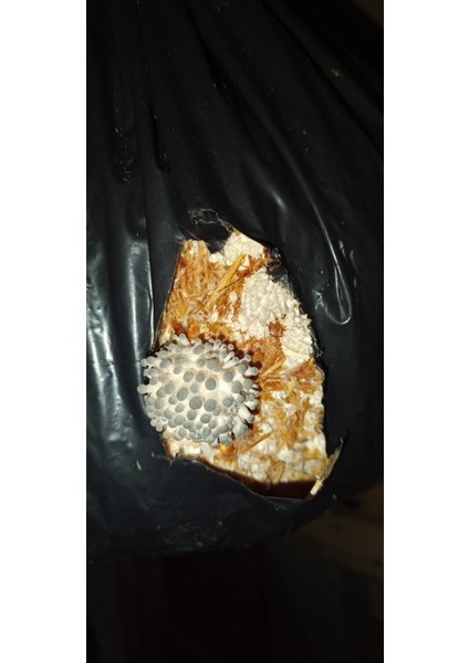 100 Gram Istiridye Mantar Tohumu fırsatları