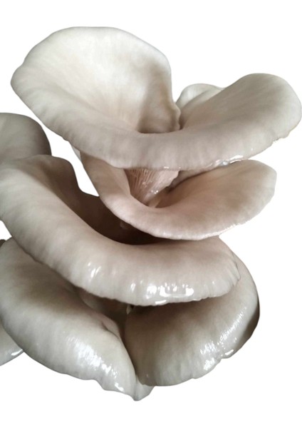 100 Gram Istiridye Mantar Tohumu