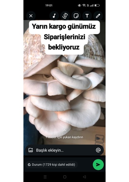 100 Gram Istiridye Mantar Tohumu