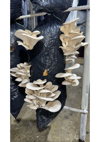 100 Gram Istiridye Mantar Tohumu