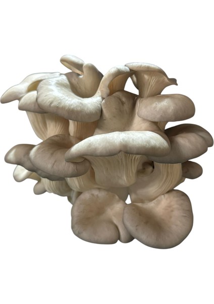 100 Gram Istiridye Mantar Tohumu