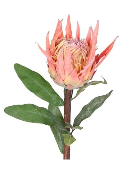 Protea Çiçeği Turuncu 60 Cm. fiyatları