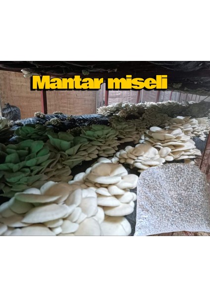 500 Gram Istiridye Mantar Tohumu ( 'adet Ekim Poşeti Hediyeli)