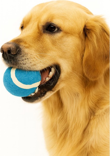 Dayanıklı Köpek Oyun Topu – Evcil Hayvanlar Için Eğlenceli Köpek Oyuncağı