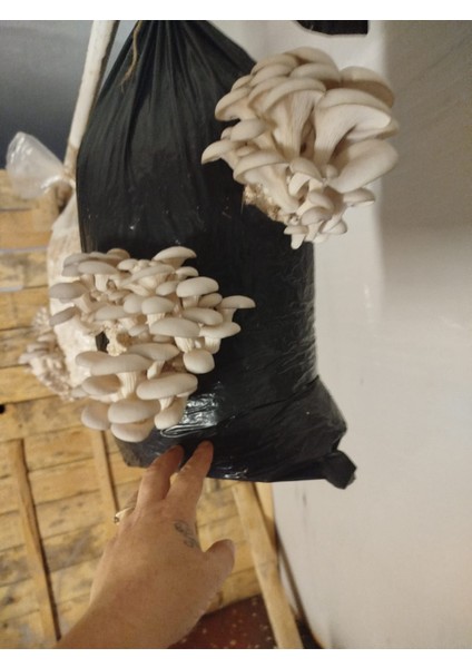 Istiridye Mantar Tohumu 1 kg (4 Adet Ekim Poşeti Hediyeli) fiyatları