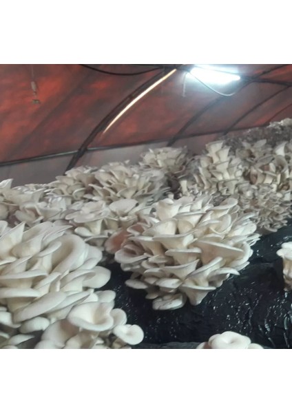 Istiridye Mantar Tohumu 1 kg (4 Adet Ekim Poşeti Hediyeli) indirimleri