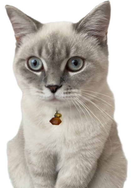 Doğal Taş Kedi Künyesi