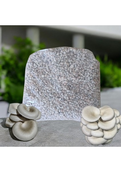 250 Gram Istiridye Mantarı Tohumu ( Ekim Poşeti Hediyeli)