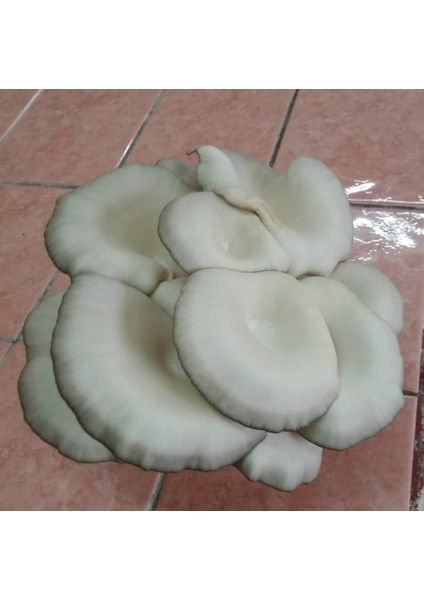 250 Gram Istiridye Mantarı Tohumu ( Ekim Poşeti Hediyeli) modelleri