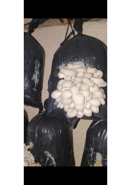 250 Gram Istiridye Mantarı Tohumu ( Ekim Poşeti Hediyeli) fırsatları