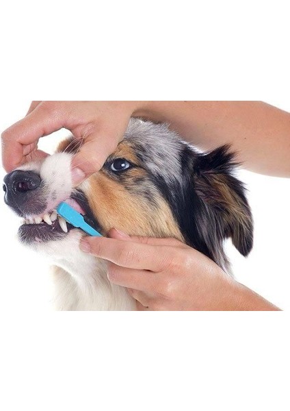 Evcil Hayvan Diş Macunu Seti modelleri