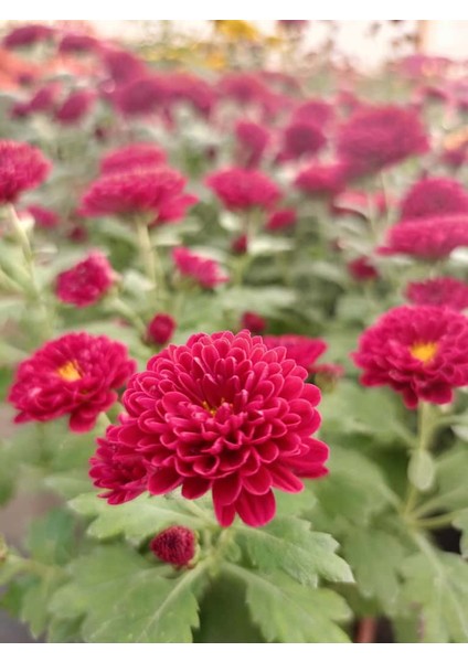 Kasımpatı Mor "fuşya" Renk -Saksıda Canlı Çiçek 25 - 30 cm Krizantem