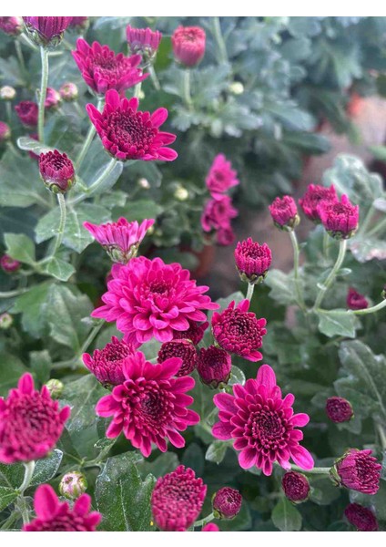 Kasımpatı Mor "fuşya" Renk -Saksıda Canlı Çiçek 25 - 30 cm Krizantem fiyatları