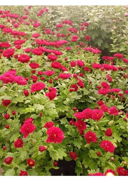 Kasımpatı Mor "fuşya" Renk -Saksıda Canlı Çiçek 25 - 30 cm Krizantem modelleri