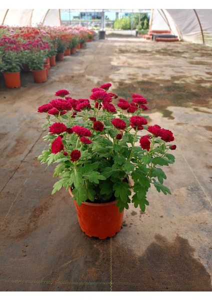 Kasımpatı Mor "fuşya" Renk -Saksıda Canlı Çiçek 25 - 30 cm Krizantem fırsatları