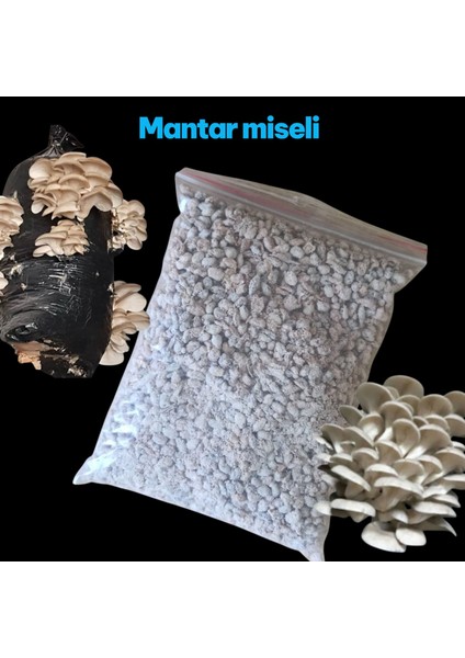 Istiridye Mantarı Tohumu ( Her Şey Dahil) modelleri