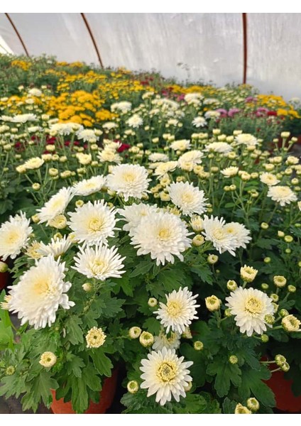 Kasımpatı Beyaz Renk -Saksıda Canlı Çiçek 25 - 30 Cm krizantem