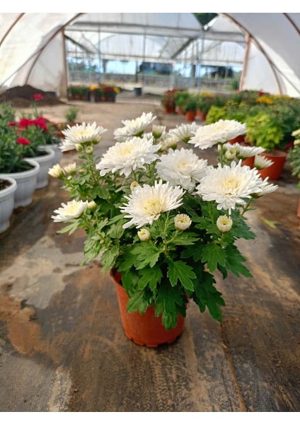 Kasımpatı Beyaz Renk -Saksıda Canlı Çiçek 25 - 30 Cm krizantem fiyatları